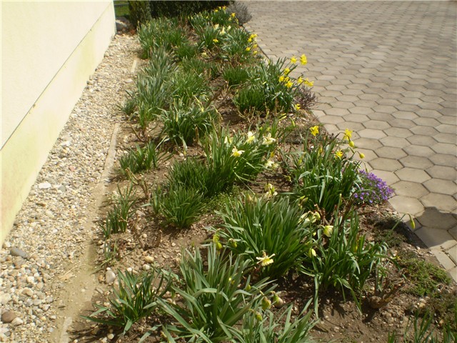 narcisi
